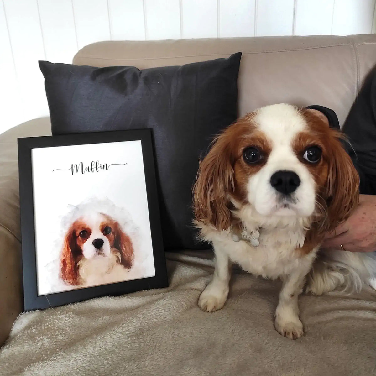 A brown and white spaniel on a sofa beside a black-framed watercolor-style pet portrait named 'Muffin'